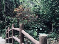 -火炉山森林公园