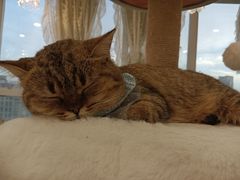 -共舞时光猫咖·狗咖(新街口店)