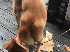-佩兹宠物医院肿瘤专科·眼科·牙科(黄浦店)