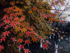 -梁鸿国家湿地公园