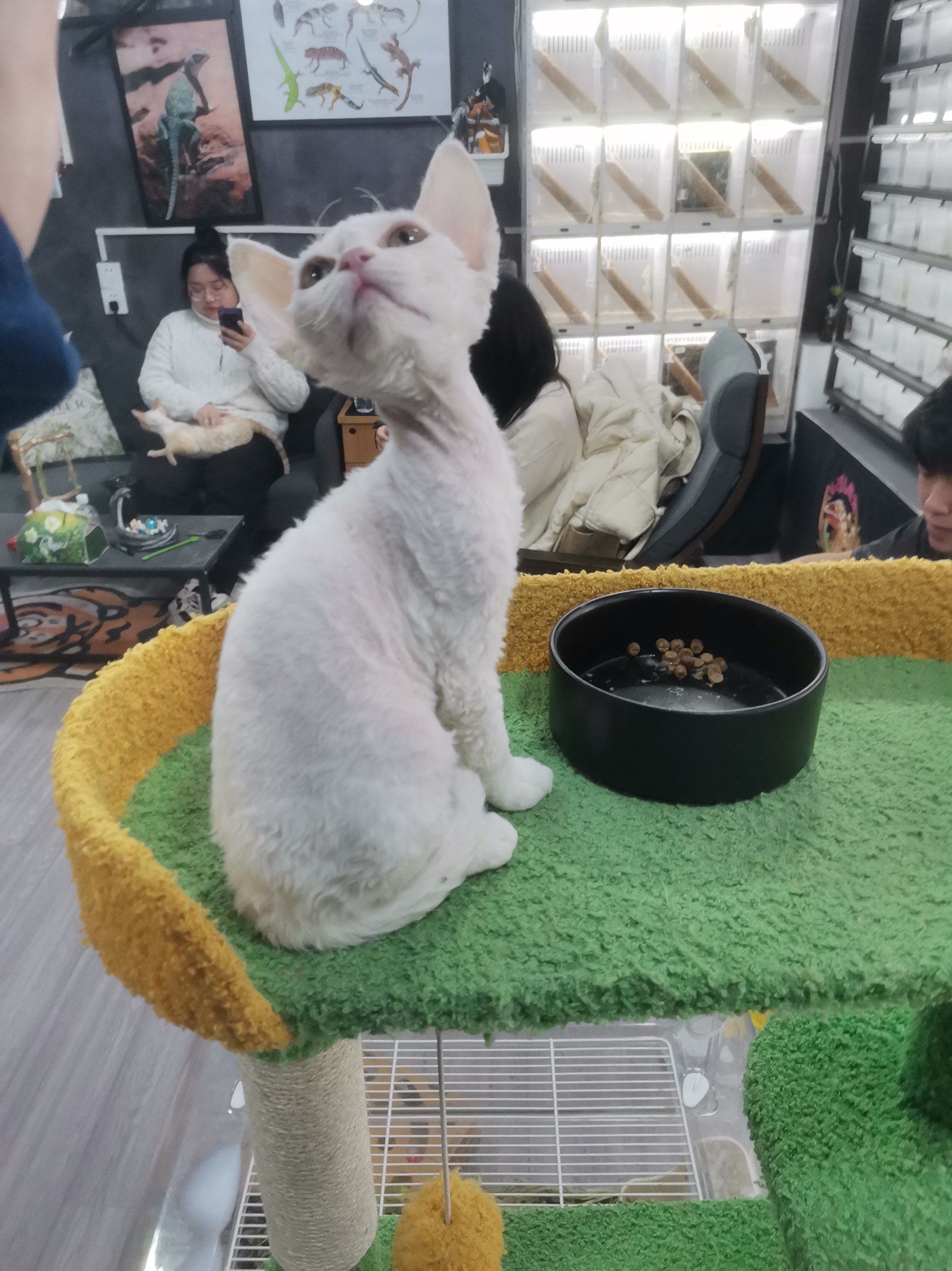 喵星人的世界