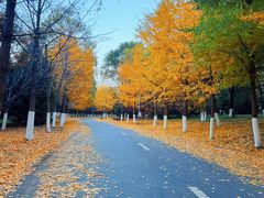 -长白岛森林公园