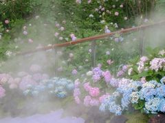-上海滨江森林公园