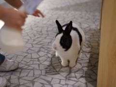 -momokira米努特·德文卷毛猫·棉花面纱犬