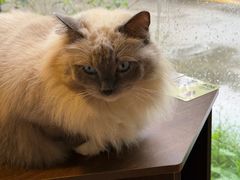 -豆逗聊愈猫阁Easy Life