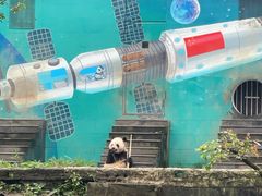 -中国大熊猫保护研究中心雅安碧峰峡基地