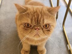 -飞行喵MR PILOT|猫舍·猫咖(静安大融城店)