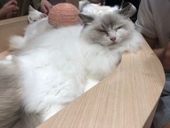 -瞄一喵猫咖(格力海岸店)