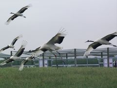 -盐城丹顶鹤湿地生态旅游区