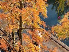 -云溪植物园