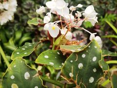 -中国科学院华南植物园