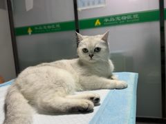 -半岛宠物医院24小时(科华中路店)