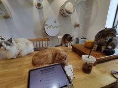 -楼上猫咖(罗湖店)
