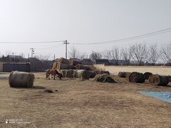 -北京群众马术培训基地