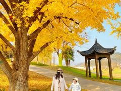 -千年银杏谷文化旅游区