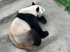 -都江堰中华大熊猫苑