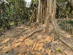 -中国科学院西双版纳热带植物园