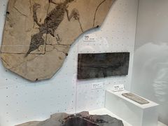 -重庆自然博物馆(新馆)