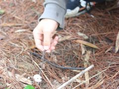 -铁山坪森林公园