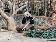 -都江堰中华大熊猫苑