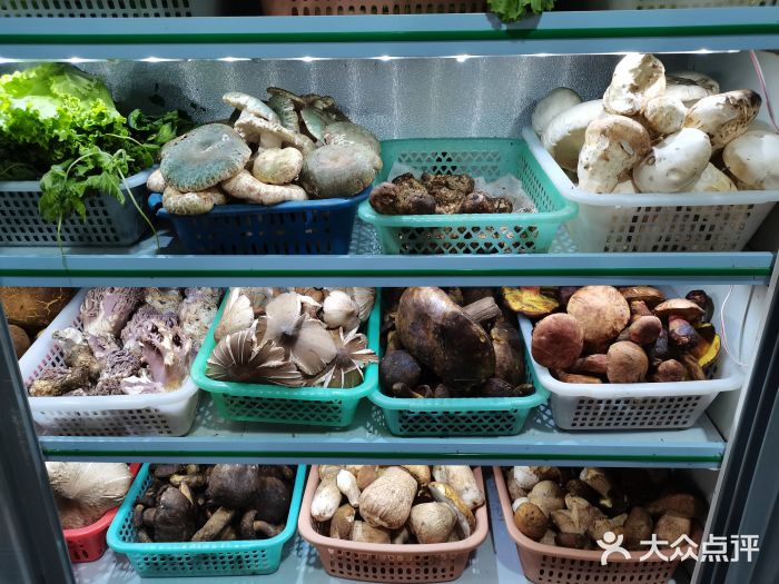 菌根香图片