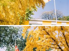 -三里屯东五街银杏大道