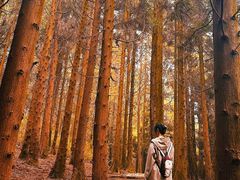 -山王坪喀斯特国家生态公园