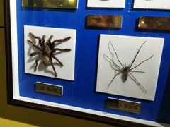 -上海昆虫博物馆