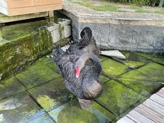 -行者书屋大堂吧 ·下午茶(南京圣和府邸酒店)