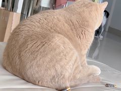 -皇冠幸福里动物奶油生日蛋糕(常青中路店)