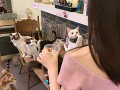 鸡胸肉-猫色咖啡·猫咖