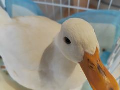 -怪兽屋·羊驼·猫咖·狗咖(俊华广场店)