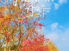 -花开海上生态园