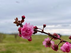 -敕勒川草原