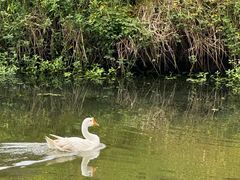 -马陆小张葡萄园农家乐