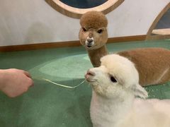 -藦茜花园宠物主题亲子互动体验馆(国顺东路店)