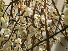 -梅花境(万科店)