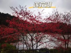 -广州市石门国家森林公园