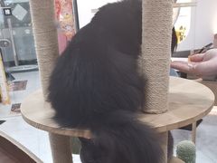 -喵园·猫主题咖啡厅·撸猫·猫咖(国贸店)