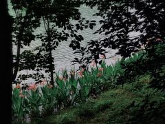 -广州白江湖森林公园