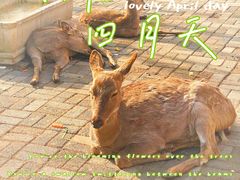 -长白岛森林公园