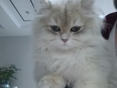 -欣宠猫屋·矮脚拿破仑·蓝金金渐层