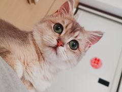 -东方名猫馆·英短金渐层布偶猫舍(环线广场1号楼店)