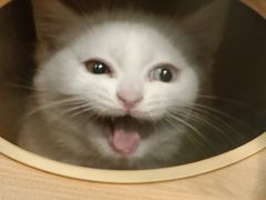 -袖虎·猫馆(体育西路店)