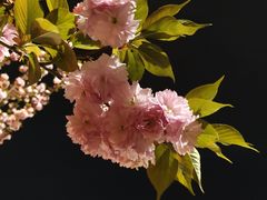 -廖排骨(正通顺街店)