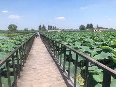 -白洋淀景区