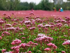 -汉长安城未央宫国家考古遗址公园