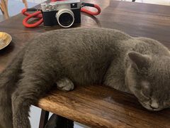 -猫友咖啡店(玉林西路店)
