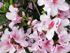 -南国桃园旅游度假区