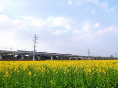 -空港花田景区